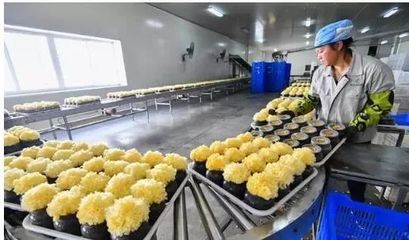 訪企業、解難題、促“六穩”——尤溪 深入項目一線為企精準把脈，力促商貿繁榮發展